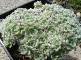 Helichrysum milfordiae